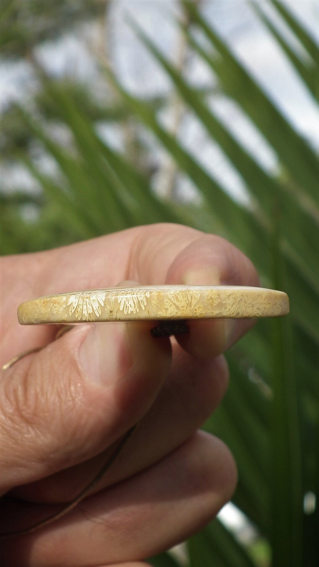 fossilized coral necklace