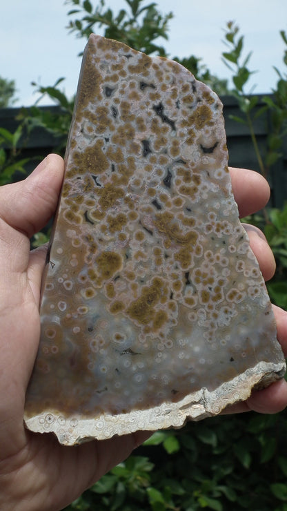 Ocean jasper Slab