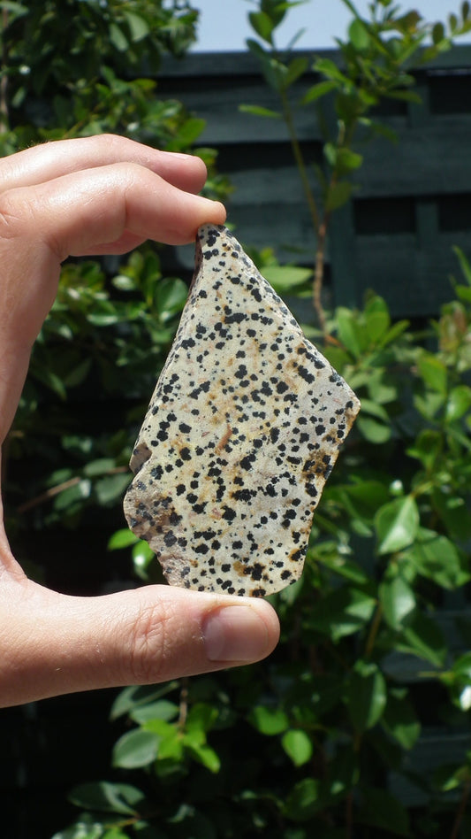 Dalmatian jasper Slab